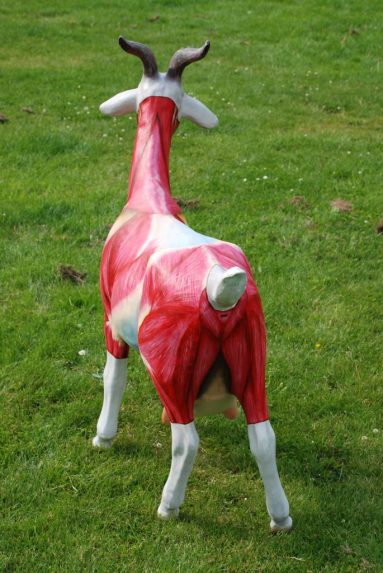 Anatomische les, voor de Geitenparade in de Arnhemse wijk Geitenkamp beschilderde kunststof geit