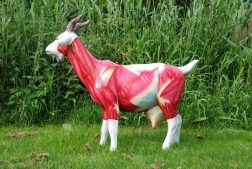 Anatomische les, voor de Geitenparade in de Arnhemse wijk Geitenkamp beschilderde kunststof geit