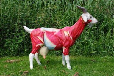 Anatomische les, voor de Geitenparade in de Arnhemse wijk Geitenkamp beschilderde kunststof geit